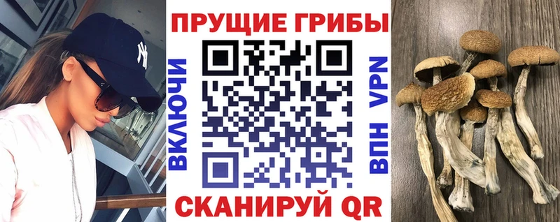 Купить закладки Вичуга Псилоцибиновые грибы мицелий
